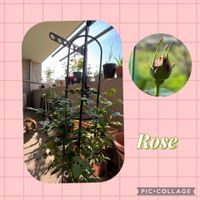 ミニバラ,ミモザ,ミモザ,グラハム トーマス,グラハム トーマスの画像