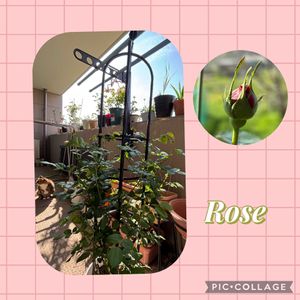 ミニバラ,ミモザ,ミモザ,グラハム トーマス,グラハム トーマスの画像