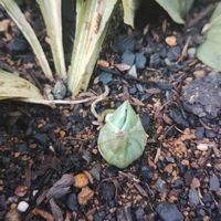 オダマキ,ライスフラワー,アデニア・グラウカ,植中毒,GSに感謝。の画像