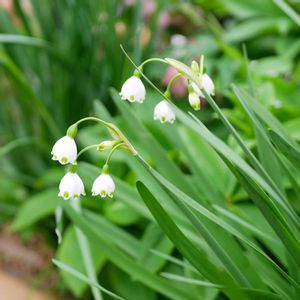 キンギョソウ,スノーフレーク,福岡,備忘録,癒し…の画像