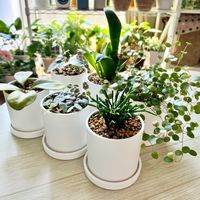 観葉植物,挿し芽,観葉植物のある暮らし,リビング・ダイニングの画像