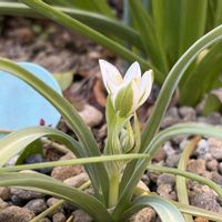 ヒトリシズカ,オオアマナ,平和を願う☆,小さな庭の画像