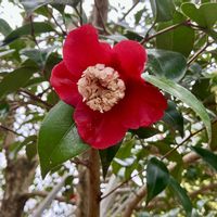 ミツマタ,モミジ 出猩々,陽光桜,ベニバナミツマタ,卜半椿(ボクハンツバキ)の画像