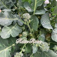 ブロッコリー《スティックセニョール》,ブロッコリー,茎ブロッコリー,ステックブロッコリー,可愛いの画像