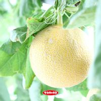 メロン,ころたん,ころたん,ネットメロン,ガーデニングの画像