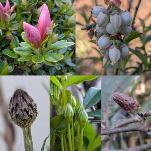 ツツジ,フジ,ブルーベリー,モッコウバラ,ヤグルマギクの画像