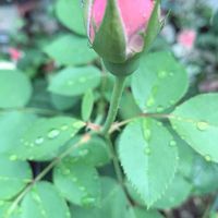 バラ,ありがとう♡嵐♡,バラと夢CLUB,金曜キラキラ,金曜ローズショーの画像