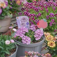 バーベナ,バーベナ　ドラムス,バーベナドラムス　ラベンダースター,タキイの画像