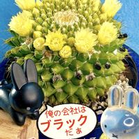 サボテン,金洋丸,盆栽,小品盆栽,サボテンの花の画像