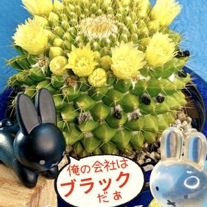 サボテン,金洋丸,盆栽,小品盆栽,サボテンの花の画像
