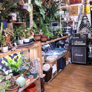 多肉植物,ウラボシ科,ビカクシダ属,食中植物,塊根の画像