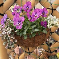 アリッサム,グレコマ,ビオラ,寄せ植え,冬の寄せ植えの画像