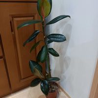 ゴムの木,ゴムの木,観葉植物,お気に入り,新芽の画像