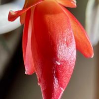 シャコバサボテン,シャコバサボテン,赤い花,癒し,真っ赤の画像