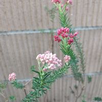 ライスフラワー,ライスフラワー,プランターの画像