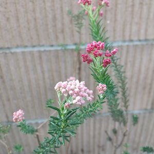 ライスフラワー,ライスフラワー,プランターの画像