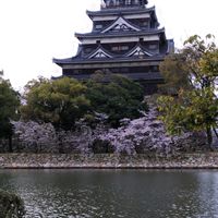 チューリップ,乙女椿,スナップエンドウ,花のある暮らし,春の訪れの画像