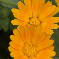 キンセンカ,キンセンカ（金盞花）,iPhone17の画像