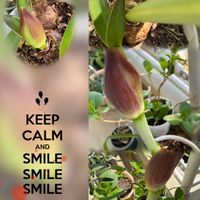 アマリリス,アマリリス,オダマキ,サクラ,ブルーベリーの画像