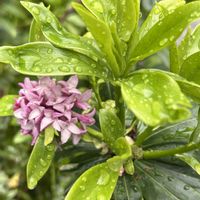 ジンチョウゲ,雨の日,GSのみなさんに感謝♡,医療従事者に感謝,Global peaceの画像