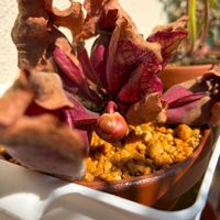 観葉植物,食中植物,サラセニア属,ベランダの画像
