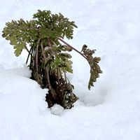 マトリカリア,フランス小菊（マトリカリア）,わが家の花壇,我が家の花壇,多年草の画像
