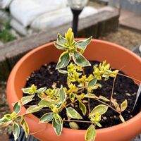 アベリア,アベリア “ホープレイズ” ,植木,緑が好き,緑がある暮らしの画像