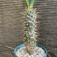 パキポディウム,パキポディウム・ラメリー,たぶんラメリー,多肉植物,塊根植物の画像