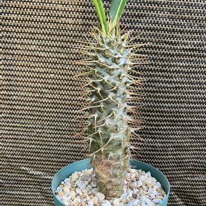 パキポディウム,パキポディウム・ラメリー,たぶんラメリー,多肉植物,塊根植物の画像