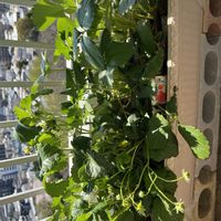 イチゴ,追肥,家庭菜園,ベランダの画像