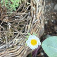 花かんざし,花かんざし,カゴ,二年目の画像