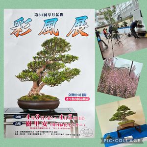 盆栽,サツキ盆栽,盆栽展示会の画像