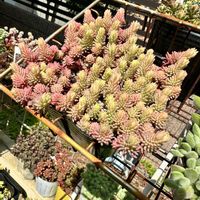 セダム,セダム大好き,繋がりに感謝✨,全国オヤジ連合会,可愛ええの画像