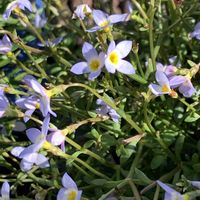 アルメリア,シャガ,ツバキ,ヒナソウ,大輪椿　明石潟アカシガタの画像