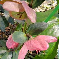 シクラメン,ガーデンシクラメン,ビオラ,カタバミ,ｸﾘｽﾏｽﾛｰｽﾞｽﾄﾛﾍﾞﾘｰﾑｰﾝの画像