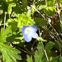 オオイヌノフグリの画像