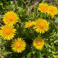 リュウキンカ,蓮華草,春の草花,春ですね♪,春、うららの画像