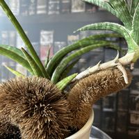 サンセベリア,サンセベリア パルバ,多肉植物,観葉植物,サンセベリア属の画像