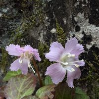 イワウチワ,癒し,花のある暮らし,ノンビリ,われら17年組の画像