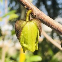 ポポー,庭の画像