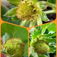 イチゴ,ツツジ,トマト,ムスカリ,ユキヤナギの画像