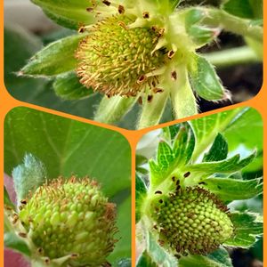 イチゴ,ツツジ,トマト,ムスカリ,ユキヤナギの画像