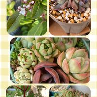 ナンバーワン,ビバーナム ティヌス,多肉寄せ植えの画像