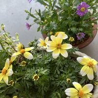 ブラキカム,ビデンス  キャンプファイヤーの画像