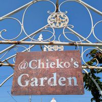 ハナミズキ,ミモザ,パンジービオラ,こぼれ種,ギャザリングの画像