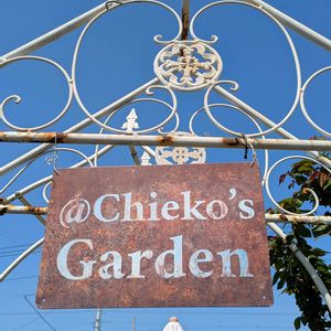 ハナミズキ,ミモザ,パンジービオラ,こぼれ種,ギャザリングの画像