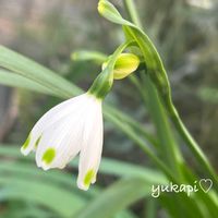 アネモネ,スノードロップ,スノーフレーク,花のある暮らし,春の訪れの画像