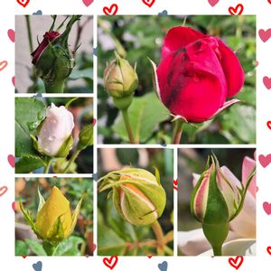 バラ・ミニバラ,バラを楽しむ,楽しみ♡,おうち園芸,小さな庭の画像