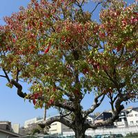 クスノキの画像