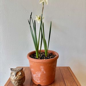 ミニスイセン ベルソング,花のある暮らし,しゅっとしとる♥,部屋の画像